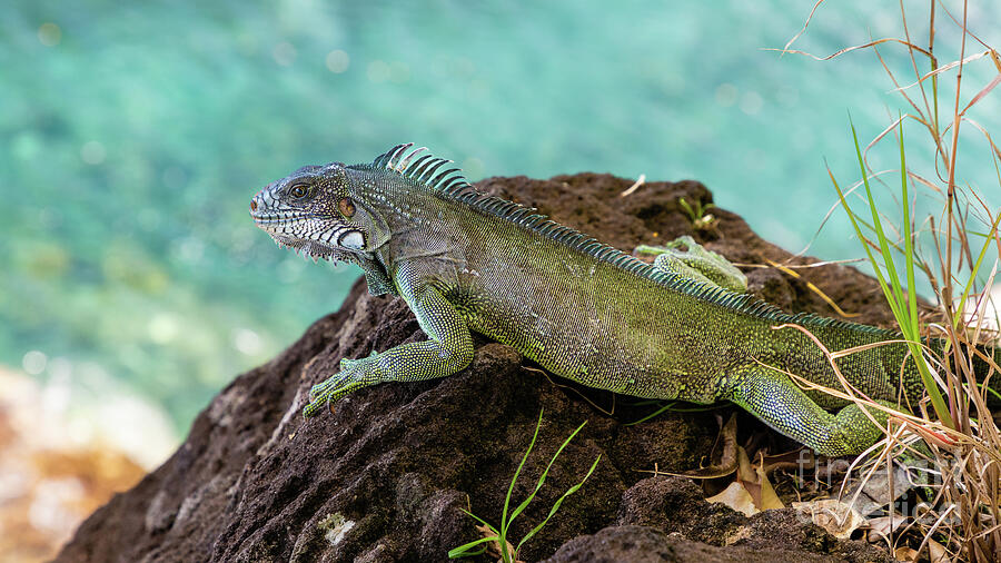 Green iguana on the rocks Photograph by Lyl Dil Creations