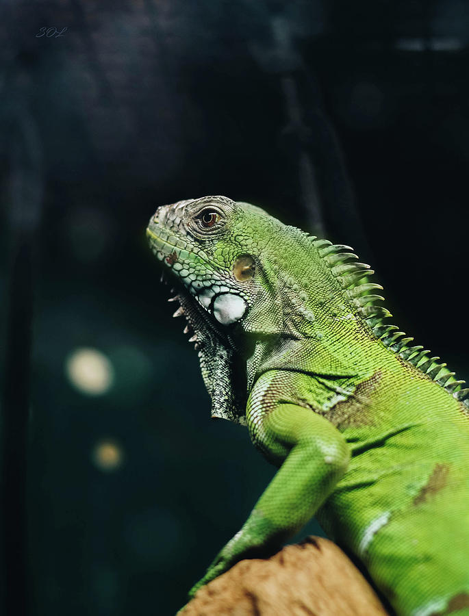 Green Iguana Portrait Photograph by Sandi OReilly
