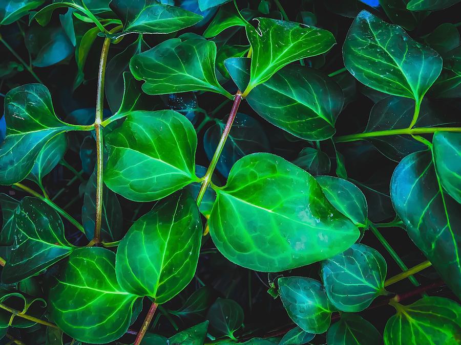 Green Ivy Leaves Plant Closeup Texture Background Photograph