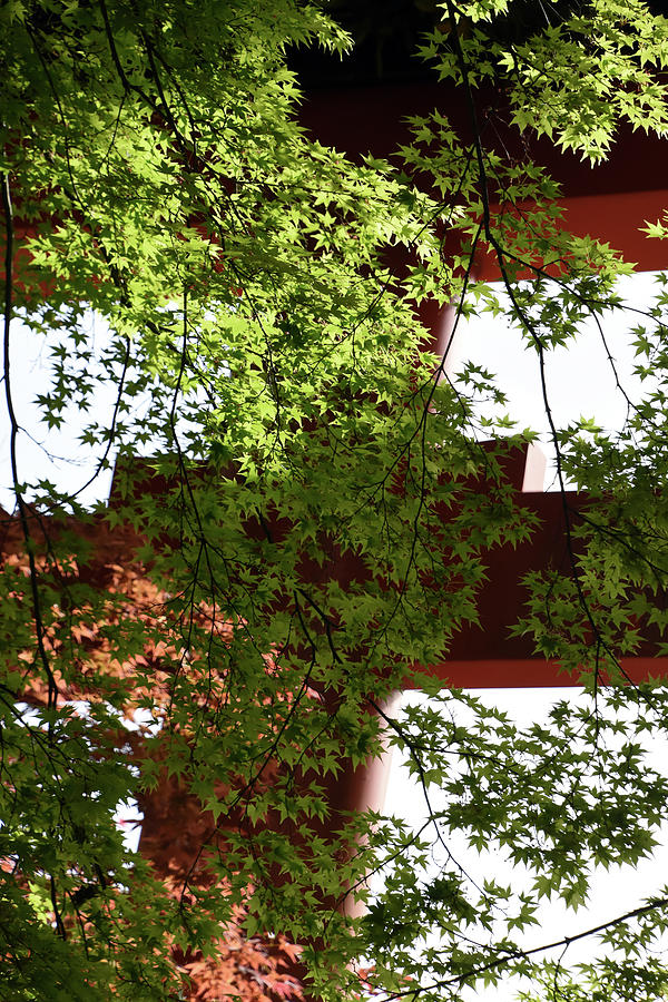 Green Japanese maple and red gate at Yasaka Shrine Kyoto Japan Photograph by Loren Dowding