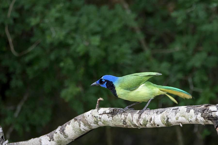 Green Jay Out On A Limb Photograph