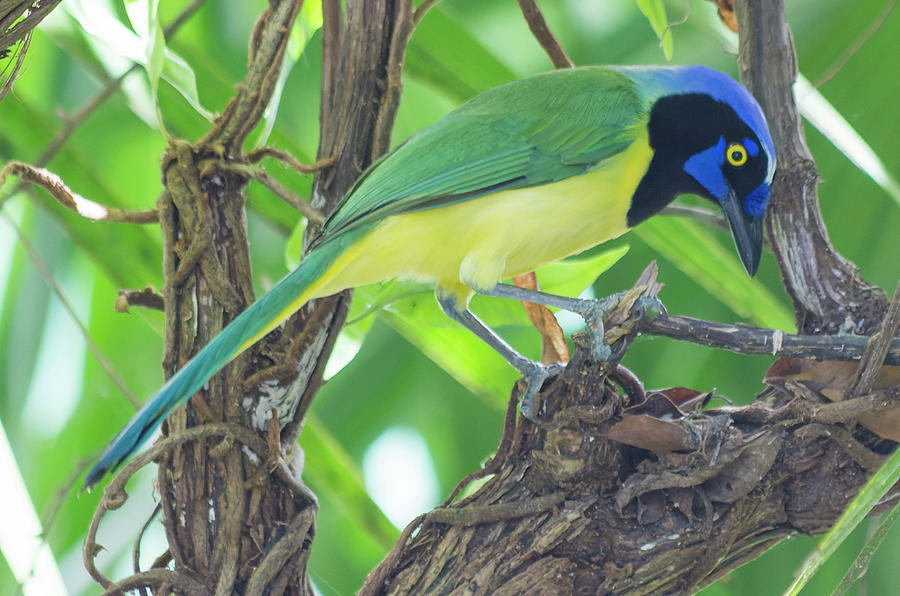 Green Jay Photograph by Shane Bechler