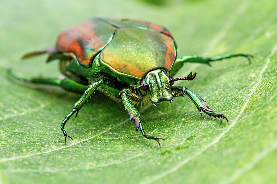 Green June Beetle Photograph by Agustin Uzarraga