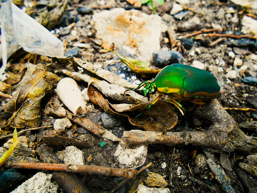 Green June Beetle  Photograph by W Craig Photography