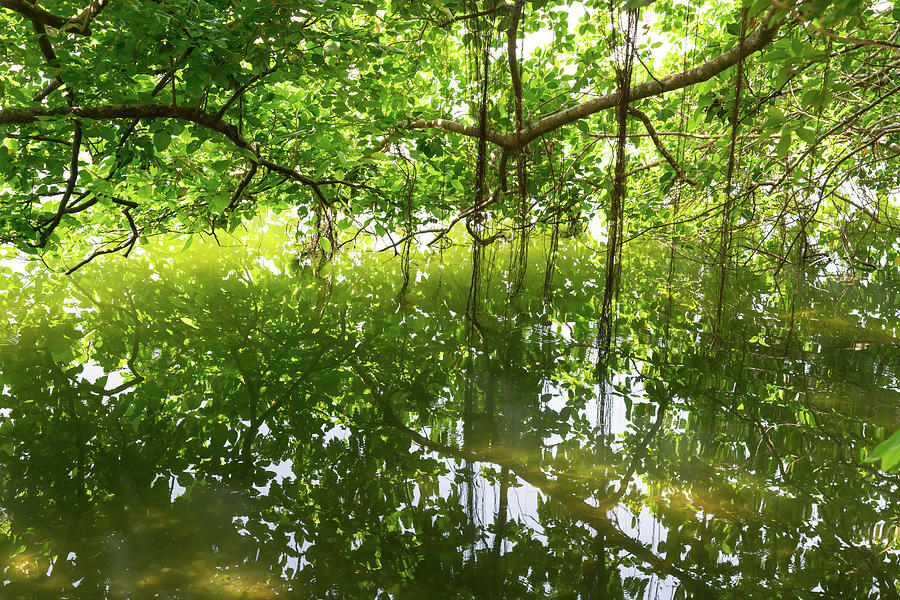 Green Jungle Reflections Photograph by James BO Insogna