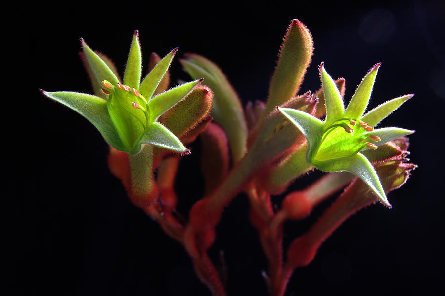 Green kangaroo paw flowers Photograph by Lumenus