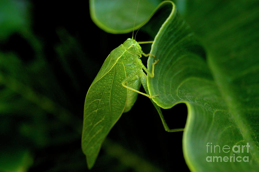 Green Katydid grasshopper on a dark green leaf Photograph by Gunther Allen