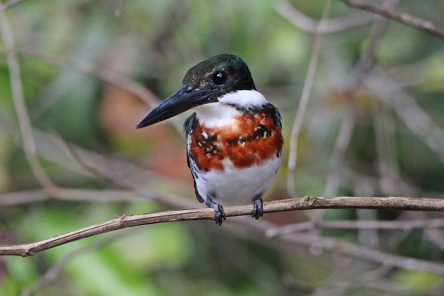 Green Kingfisher Costa Rica Photograph