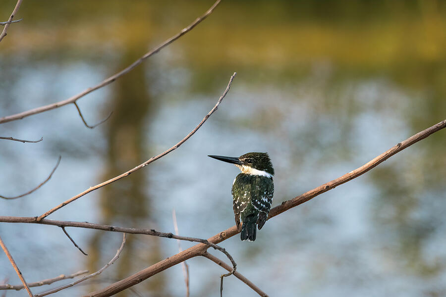 Green Kingfisher Perched Photograph by Debra Martz