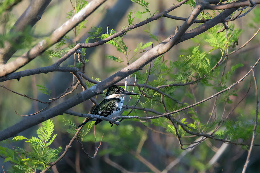 Green Kingfisher Perched In Different Tree Photograph