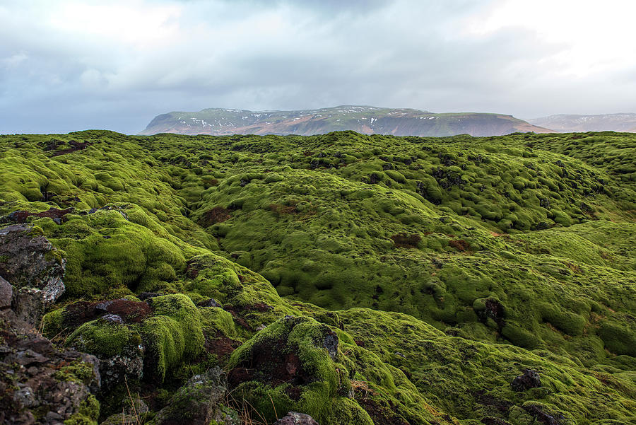 Green Lava in Iceland Photograph by Dubi Roman