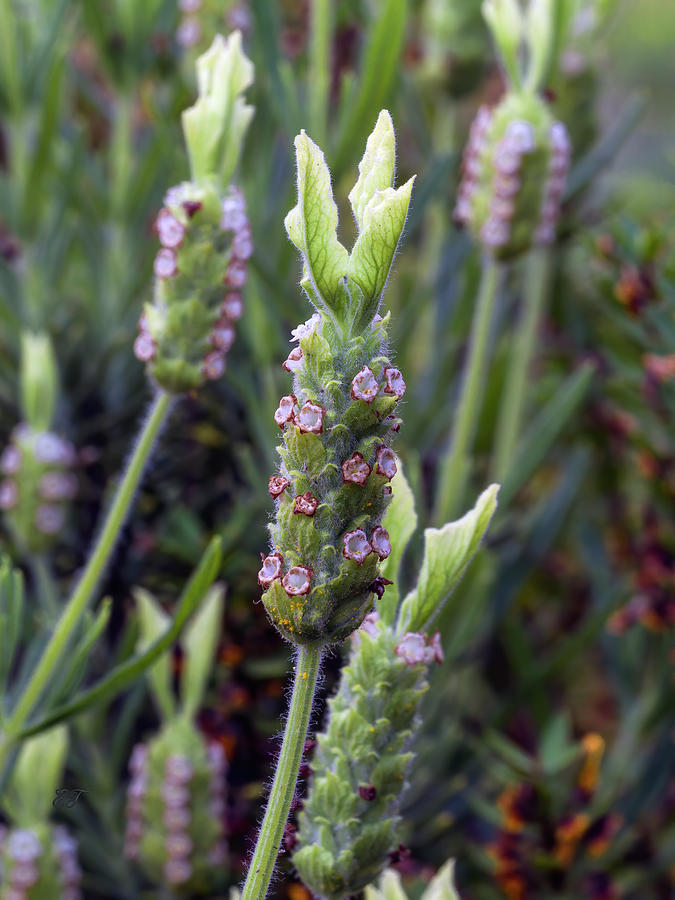Green Lavender - Lavandula Viridis Photograph by Elaine Teague