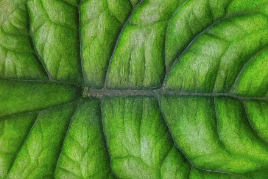 Green Leaf-1 Photograph by John Kirkland
