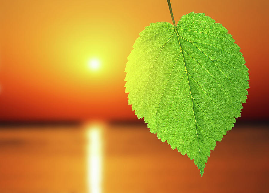 Green Leaf And Sunrise Over Sea Photograph by Mikhail Kokhanchikov