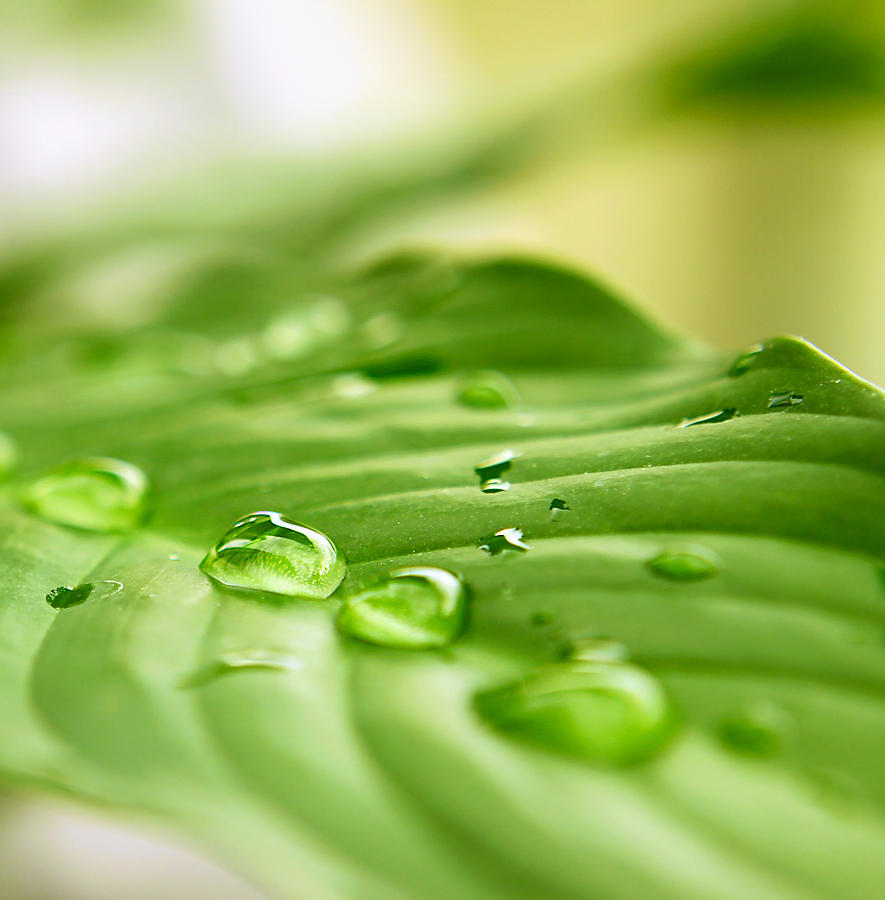 Green leaf and water drops. Photograph by Swkunst
