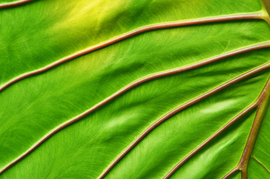 Green leaf  background Photograph by Jeng_Niamwhan