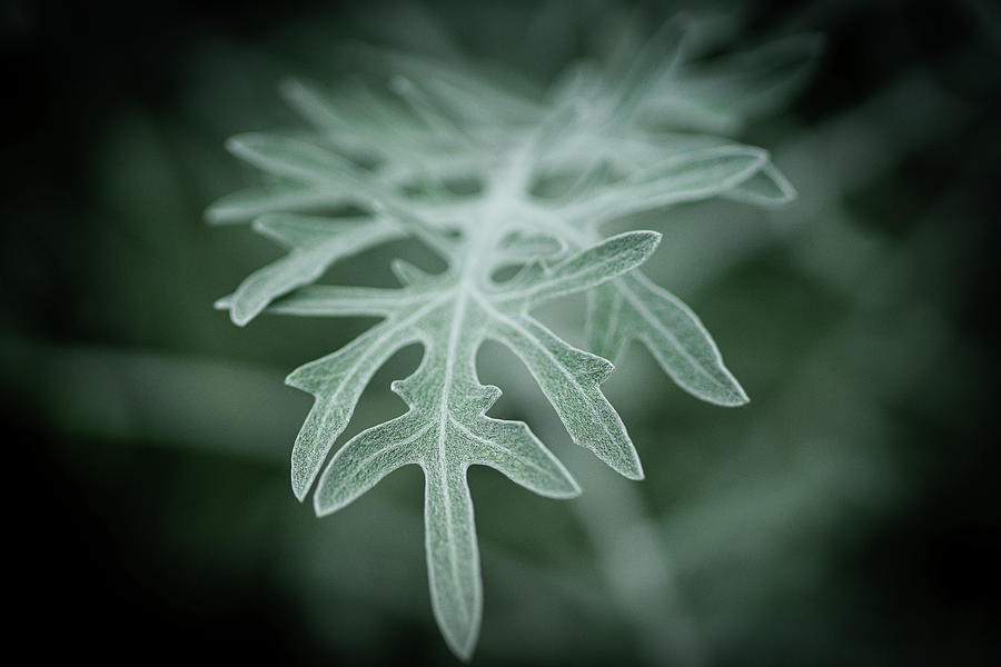 Green leaf Photograph by David Morehead