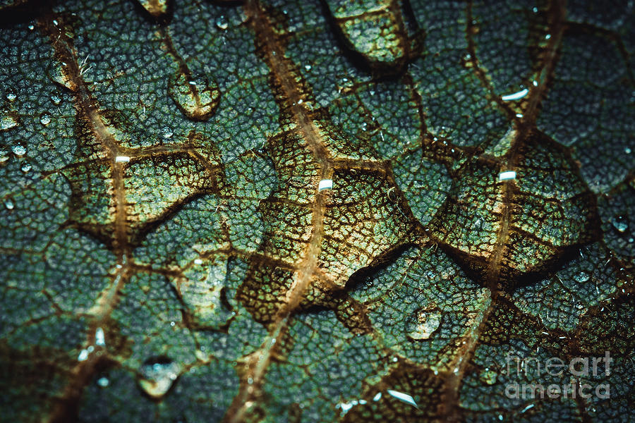 Green Leaf Hydration. Macro Photograph Photograph by Stephen Geisel