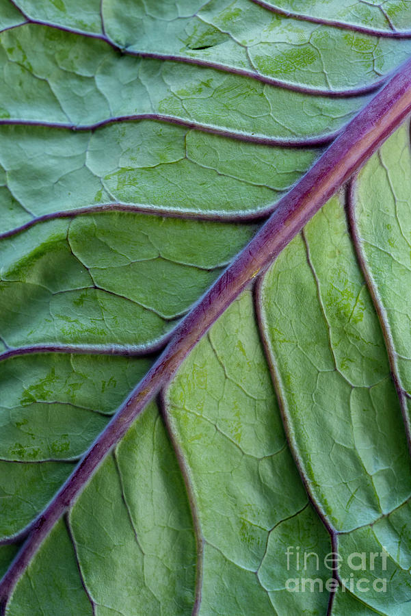 Green Leaf Photograph by Juli Scalzi
