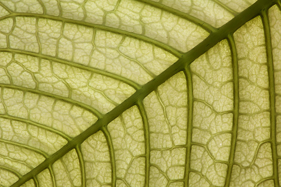 Green Leaf Photograph by Lisa Cranshaw