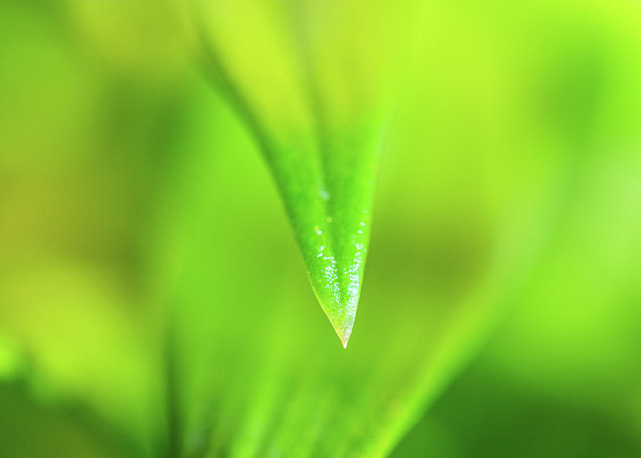 Green Leaf Macro Photograph by Amelia Pearn