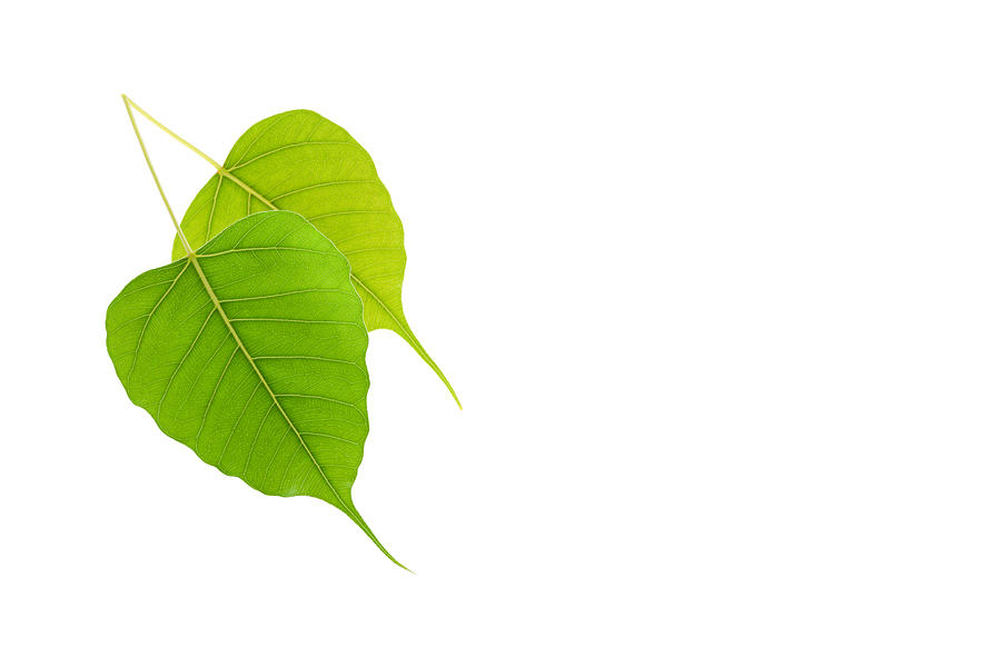 Green leaf on white background. Photograph by Panya_