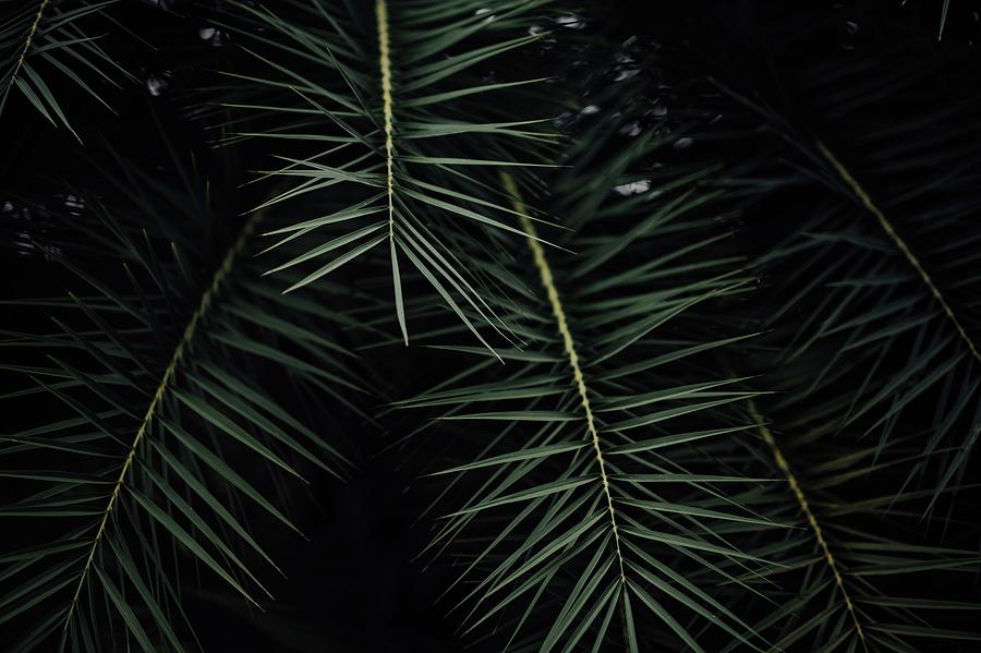 Green Leaf Plant During Nighttime Photograph