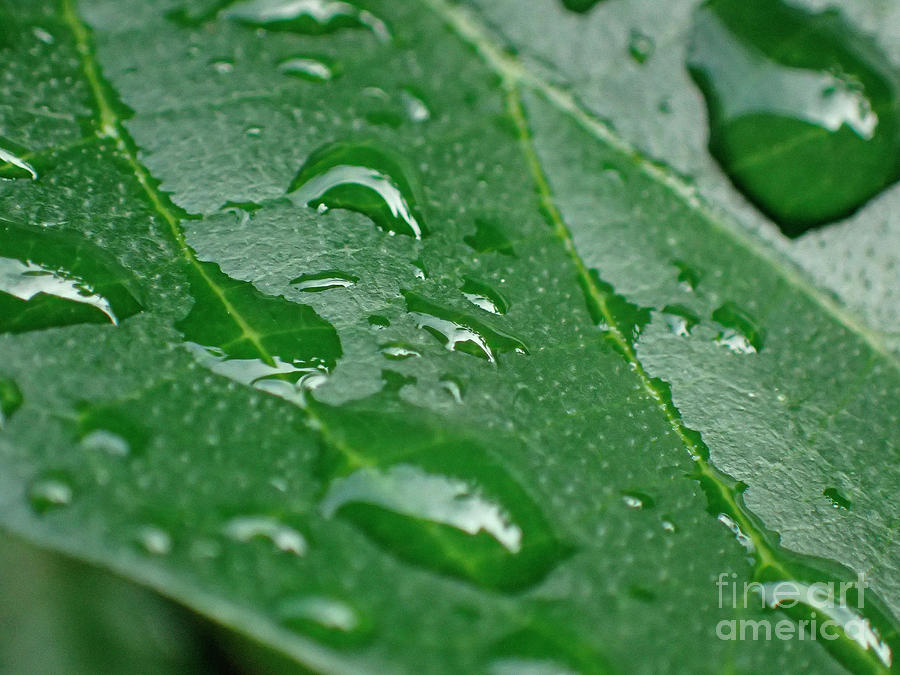 Green Leaf Raindrops Closeup Photograph by David Zanzinger