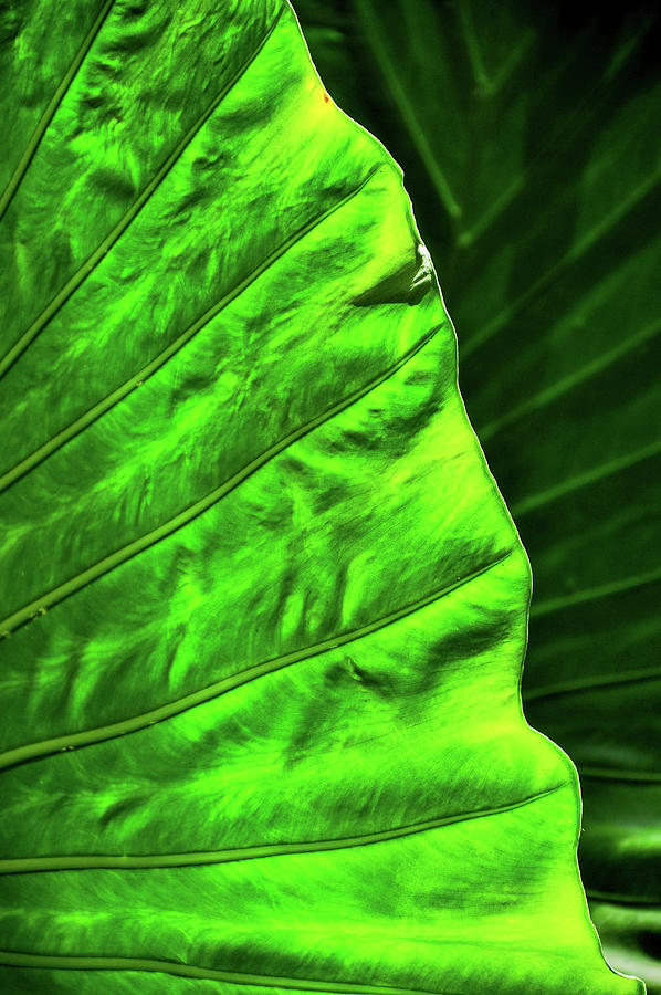 Green Leaf Texture 1 Photograph