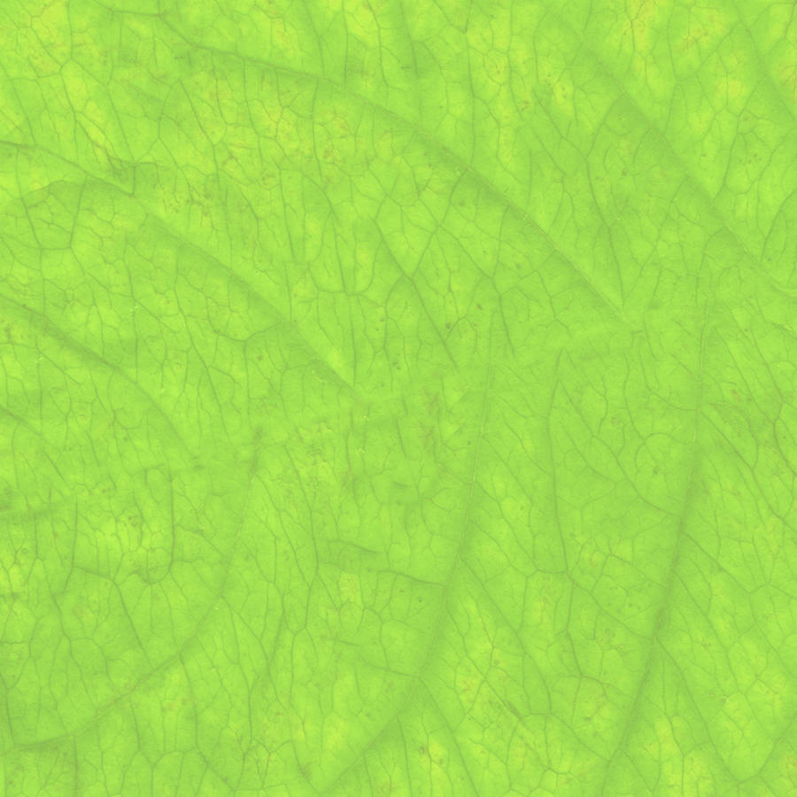 Green Leaf Textured Background Drawing by Jeff Venier