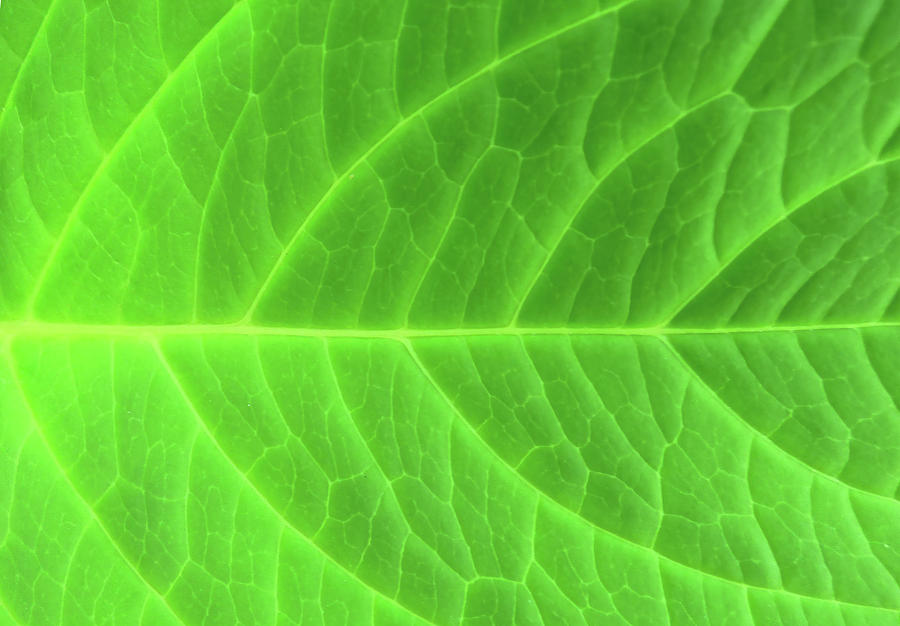 Green Leaf Veins Horizontal Photograph