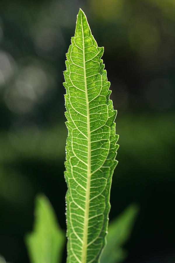Green Leaf Veins Photograph by Redstallion