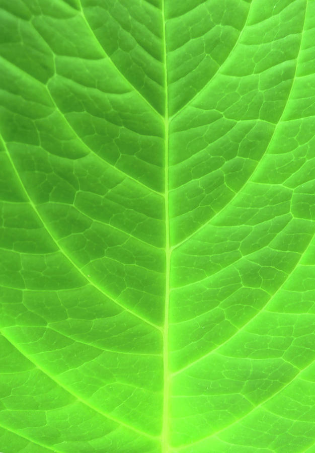 Green Leaf Veins Vertical Photograph