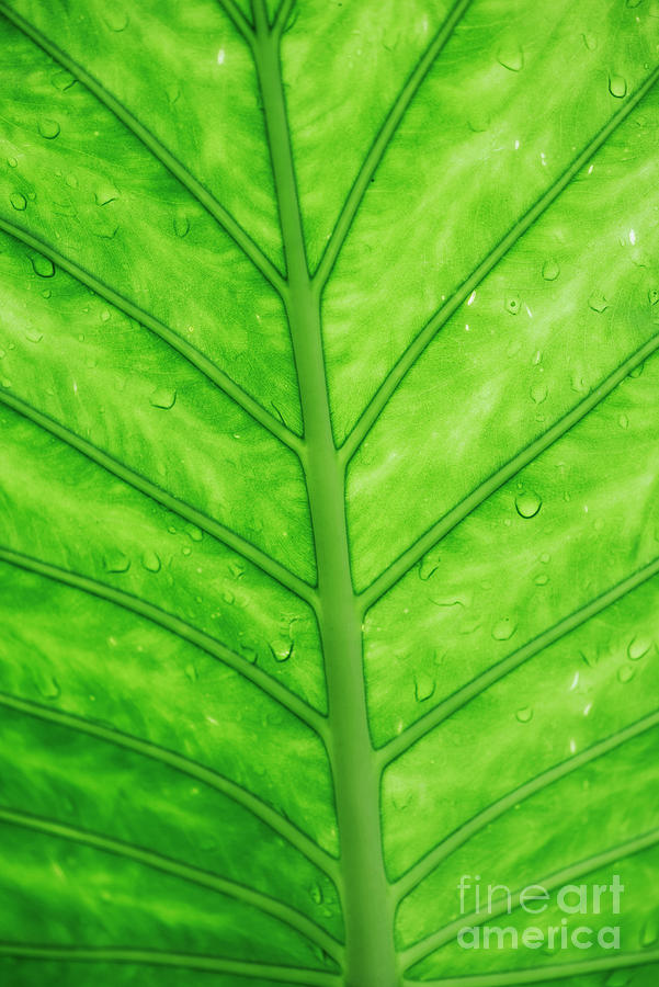 Green Leaf With Water Drops. Photograph