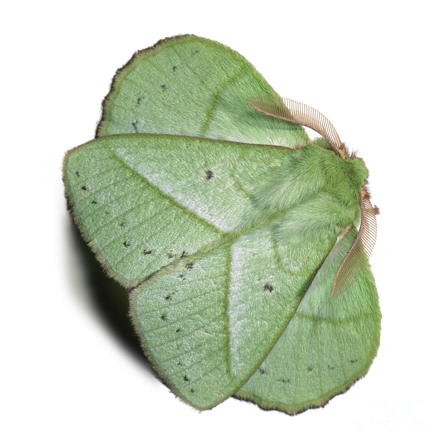 Green leafy moth Photograph by Warren Photographic