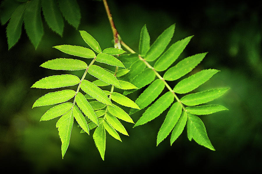 Green Leaves against a Dark Background Photograph by Randall Nyhof