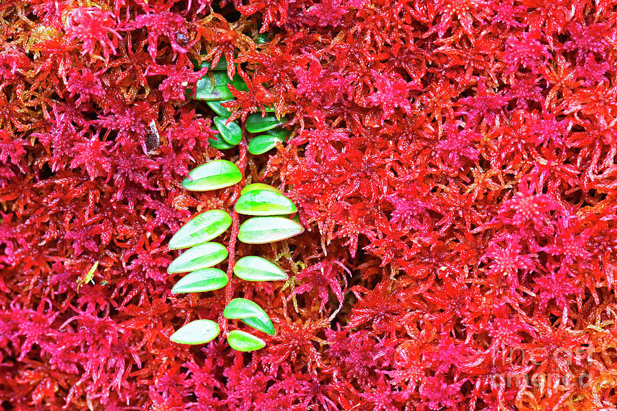 Green leaves and red sphagnum moss Photograph by James Brunker