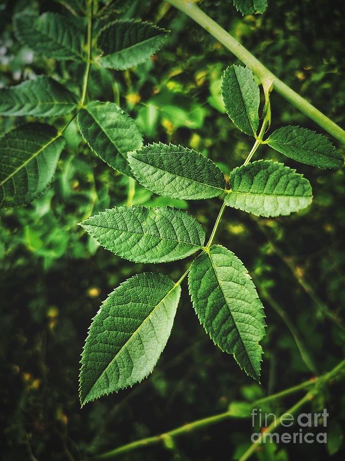Green Leaves Background Dog Rose Leaf Or Rosa Canina Vertical Green  Photography by Luca Lorenzelli