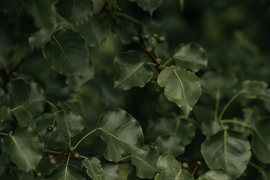 Green Leaves - Calming Photograph by Amelia Pearn