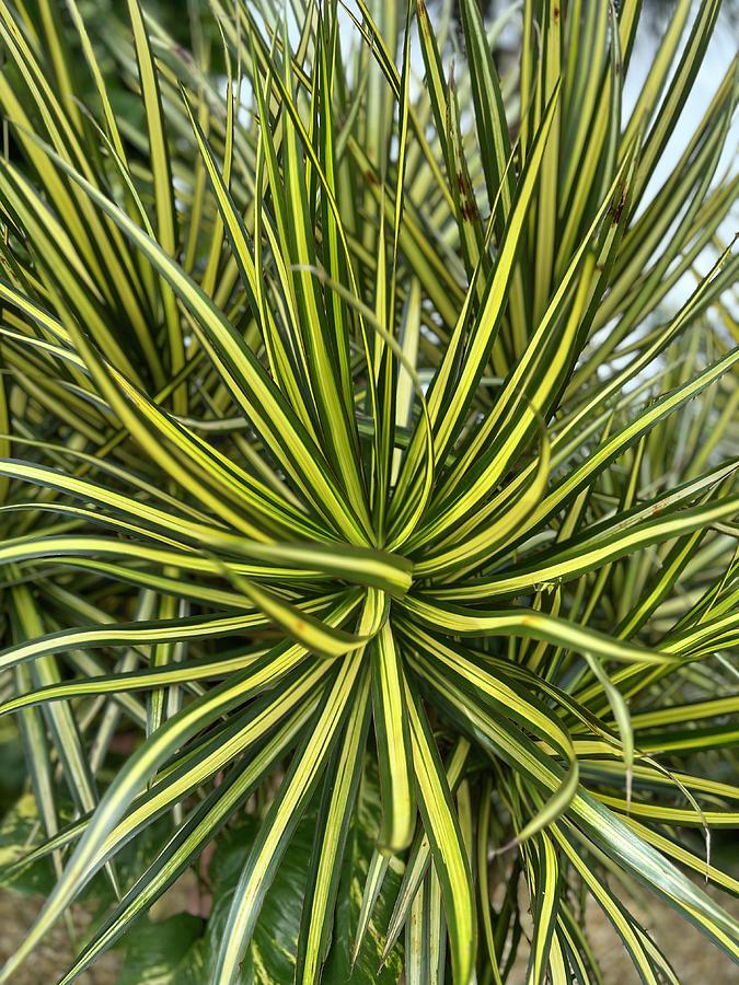 Green yellow bush Photograph by Daisy Mcginnis - Fine Art America