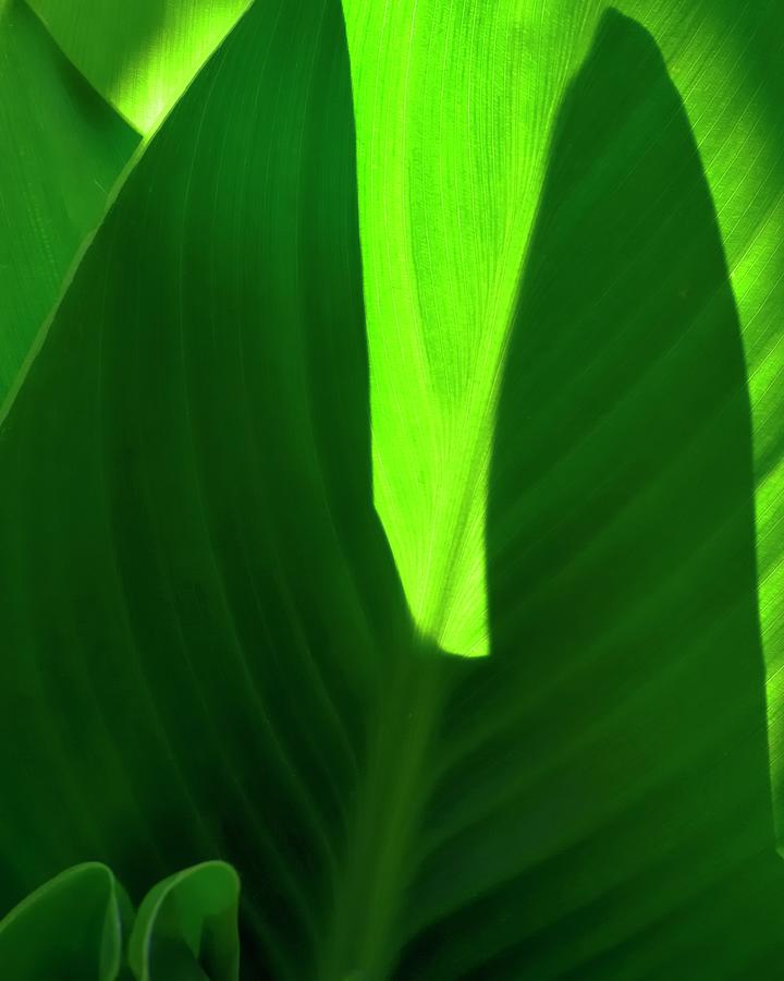 Green Leaves Dramatic Light Photograph by Jerry Sodorff