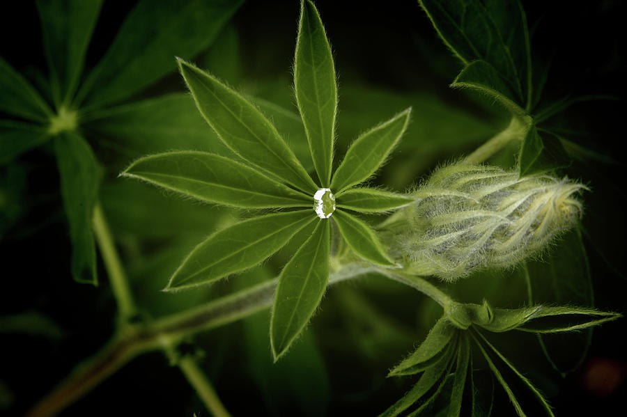 Green Leaves on a Dark Background Photograph by James C Richardson