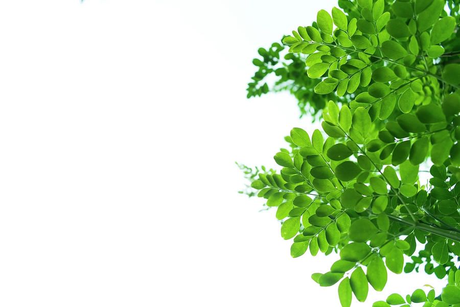 Green Leaves On A White Background Space For Writing Blur And Selective  Focused Photograph by Subhartha Sarkar - Pixels