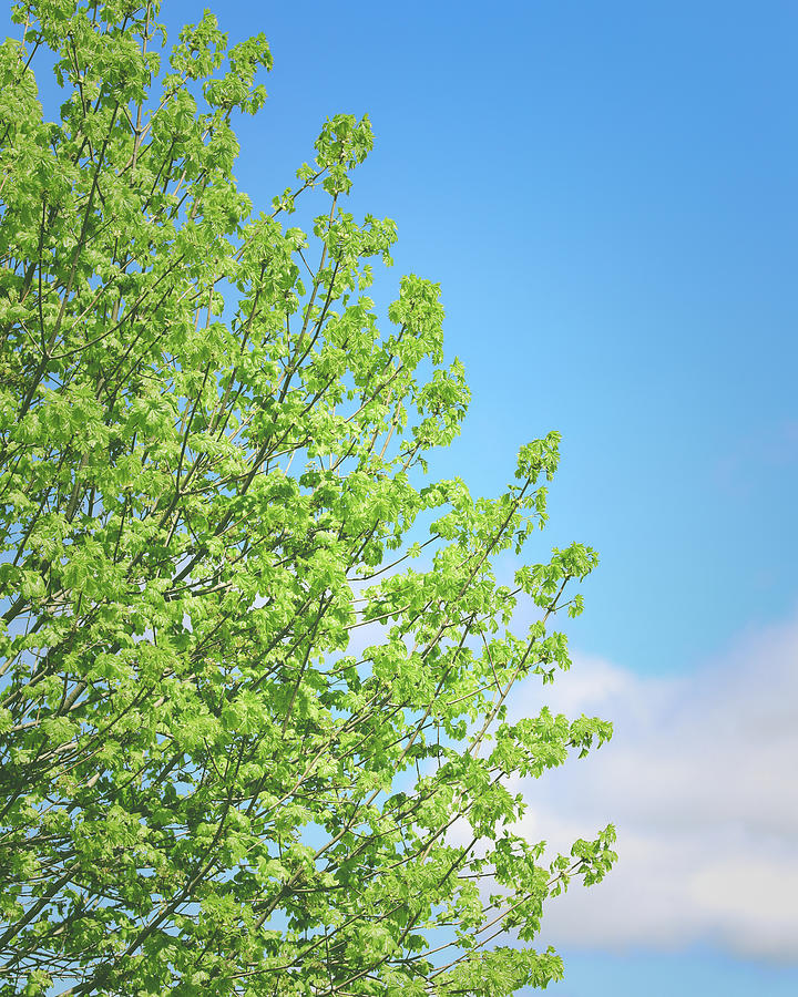 Green Leaves On Blue Sky Photograph by Dan Sproul