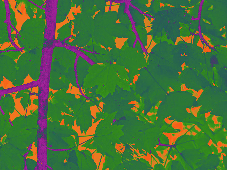 Green Leaves On Orange Digital Art by David Desautel