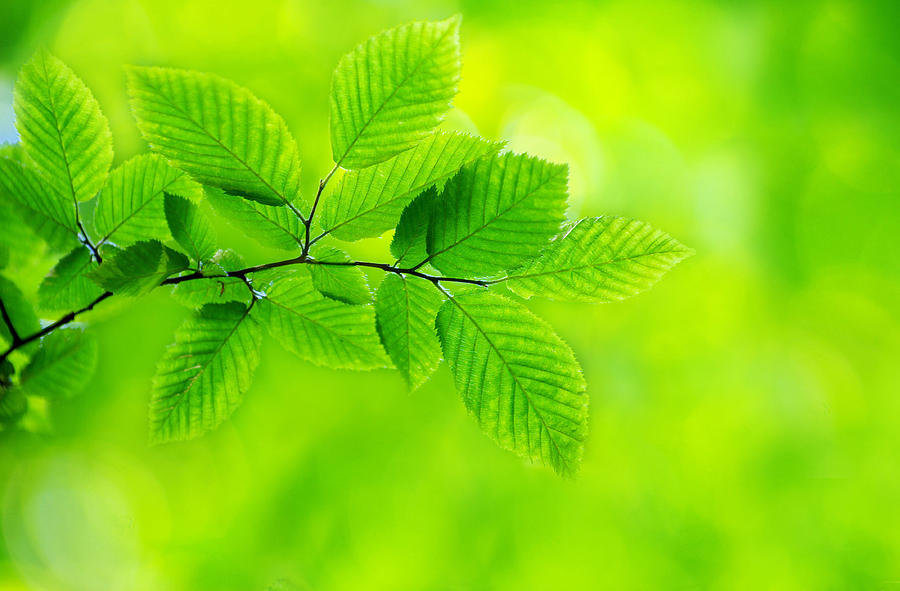 Green Leaves Photograph by Pakhnyushchyy
