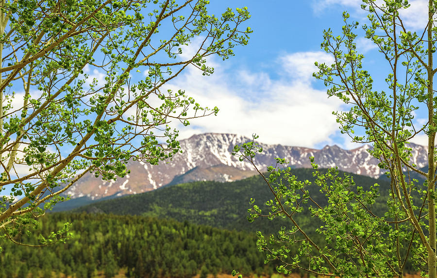 Green Leaves Surrounding Pikes Peak Photograph by Dan Sproul