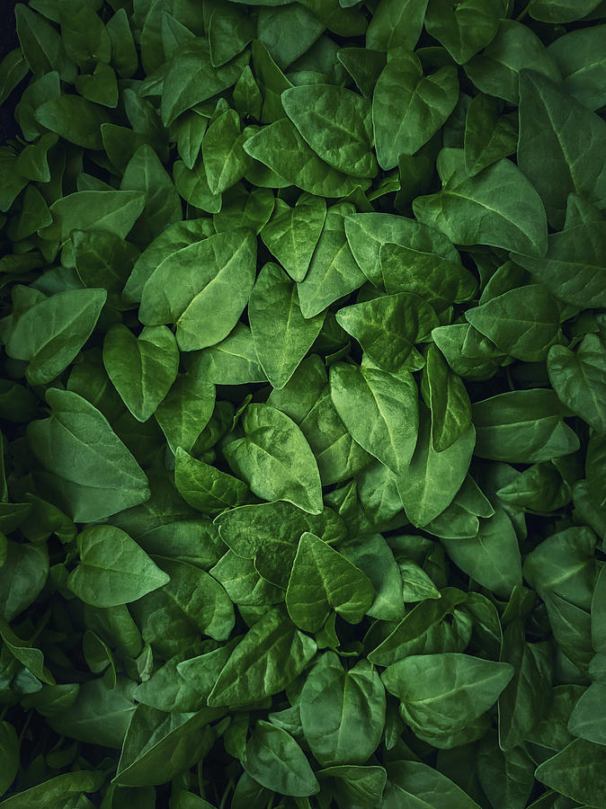 Green Leaves Texture Photograph