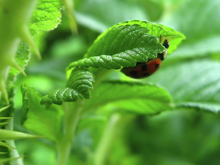Green leaves with a ladybug Photograph by Tatiana Travelways