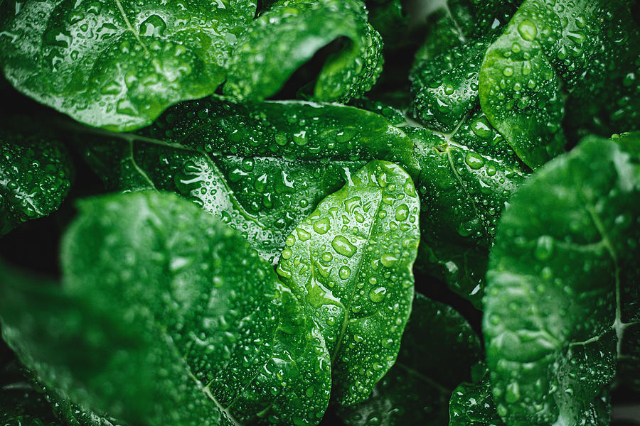 Green leaves with dew drops Photograph by Alvarez